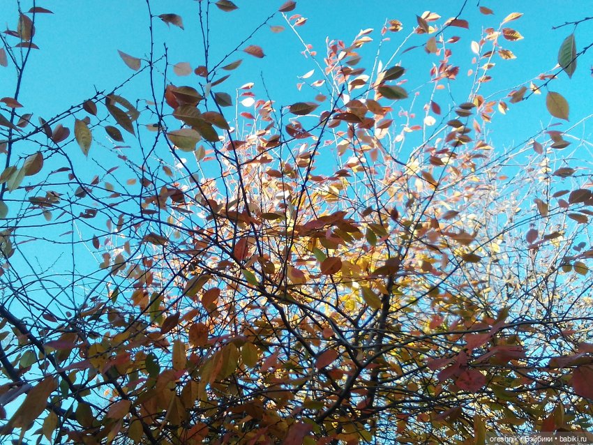 О Слонике 🐘🌄💖 — Авторские куклы Тедди