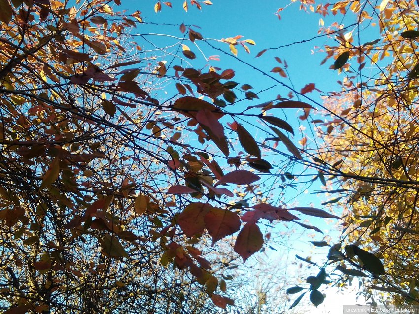 О Слонике 🐘🌄💖 — Авторские куклы Тедди