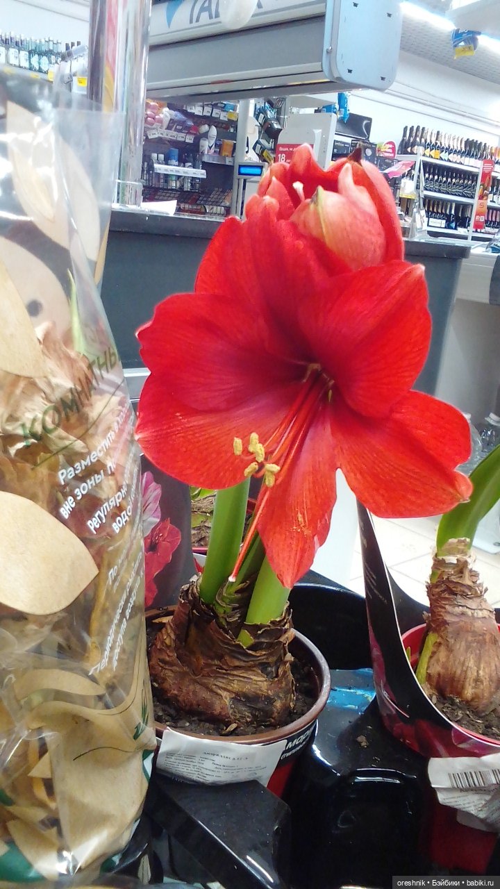 О Слонике 🐘🌄💖 — Авторские куклы Тедди