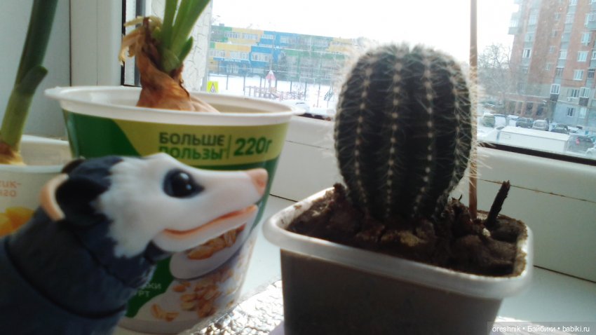 Будни Опоссума. Макароны с луком или кто вкуснее (фото 8)