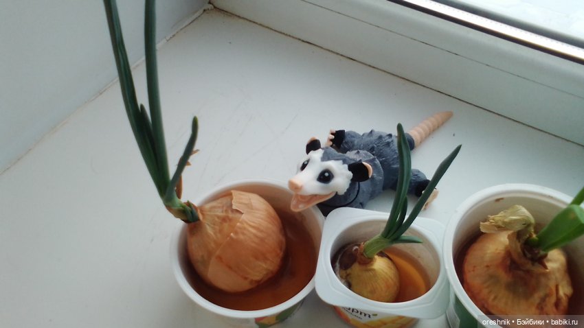 Будни Опоссума. Макароны с луком или кто вкуснее (фото 4)