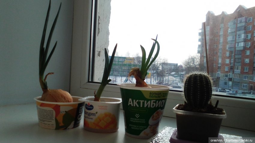 Будни Опоссума. Макароны с луком или кто вкуснее (фото 9)