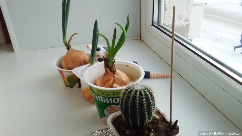 Будни Опоссума. Макароны с луком или кто вкуснее (фото 5)