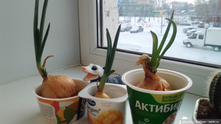 Будни Опоссума. Макароны с луком или кто вкуснее (фото 2)