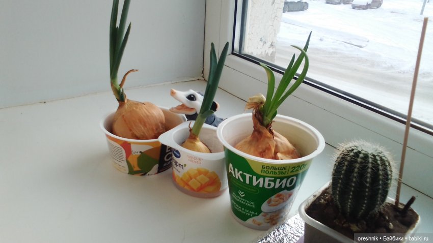 Будни Опоссума. Макароны с луком или кто вкуснее (фото 3)