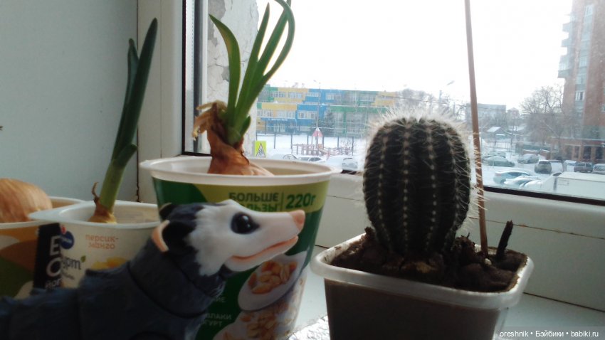 Будни Опоссума. Макароны с луком или кто вкуснее (фото 7)