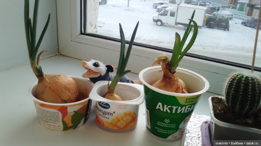 Будни Опоссума. Макароны с луком или кто вкуснее (фото 6)