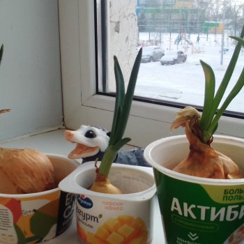 Будни Опоссума. Макароны с луком или кто вкуснее