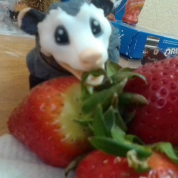 Опоссум и клубника