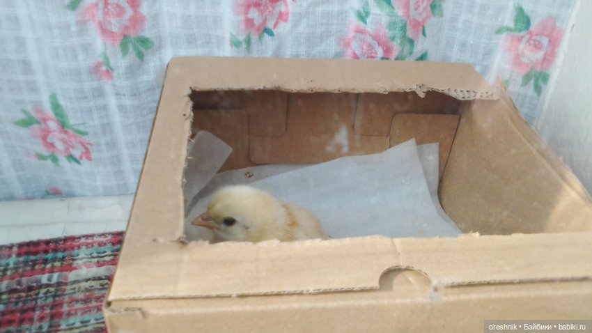 Опоссум в стране чудес — Интересные игрушки и фигурки (разное): редкие