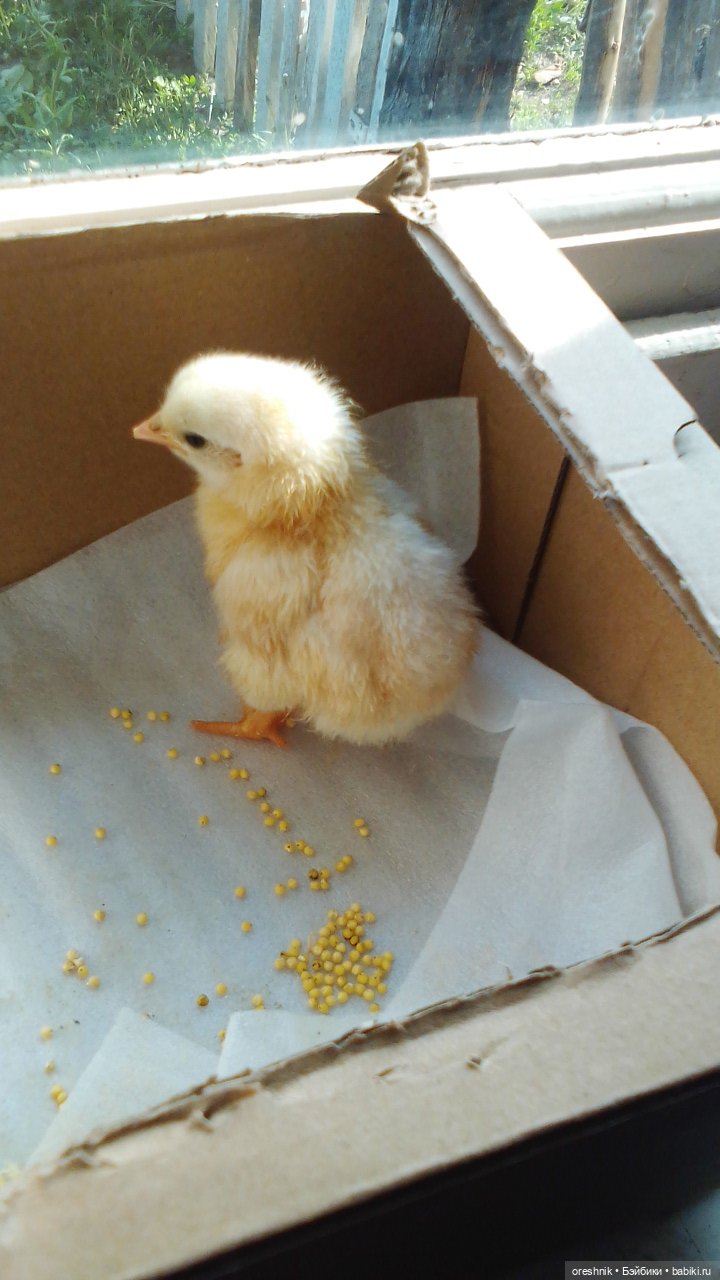 Опоссум в стране чудес — Интересные игрушки и фигурки (разное): редкие (фото 2)