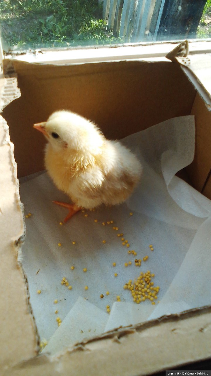 Опоссум в стране чудес — Интересные игрушки и фигурки (разное): редкие (фото 3)