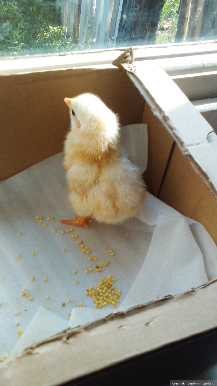 Опоссум в стране чудес — Интересные игрушки и фигурки (разное): редкие