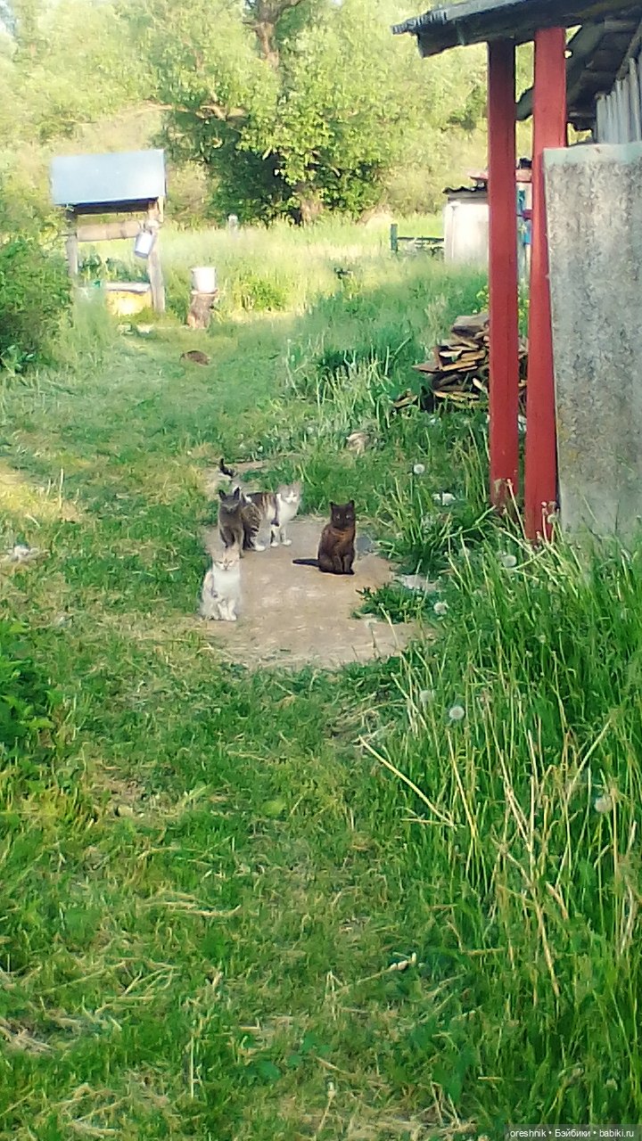 Опоссум в стране чудес — Интересные игрушки и фигурки (разное): редкие