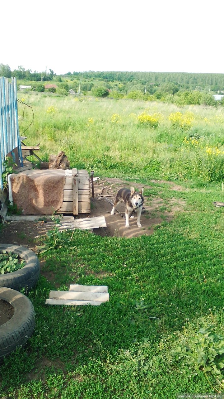 Опоссум в стране чудес — Интересные игрушки и фигурки (разное): редкие