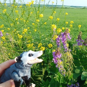 Опоссум в стране чудес