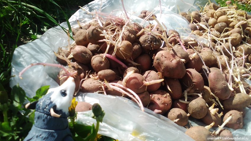 Летний Опоссум☀️☀️☀️ | Бэйбики Летний Опоссум☀️☀️☀️ — Интересные игрушки и фигурки (разное): редкие (фото 3)