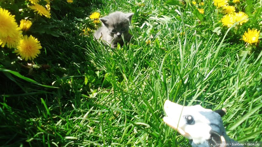 Летний Опоссум☀️☀️☀️ | Бэйбики Летний Опоссум☀️☀️☀️ — Интересные игрушки и фигурки (разное): редкие (фото 8)