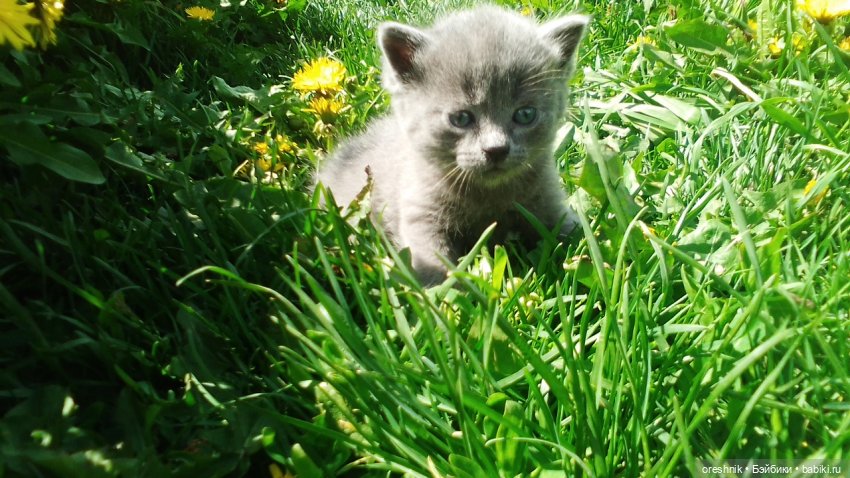 Летний Опоссум☀️☀️☀️ | Бэйбики Летний Опоссум☀️☀️☀️ — Интересные игрушки и фигурки (разное): редкие (фото 9)