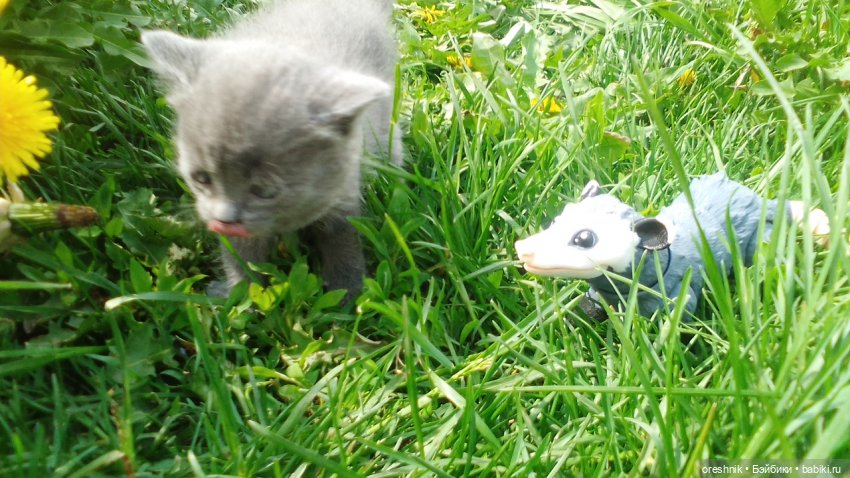 Летний Опоссум☀️☀️☀️ | Бэйбики Летний Опоссум☀️☀️☀️ — Интересные игрушки и фигурки (разное): редкие