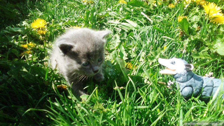 Летний Опоссум☀️☀️☀️ | Бэйбики Летний Опоссум☀️☀️☀️ — Интересные игрушки и фигурки (разное): редкие (фото 10)