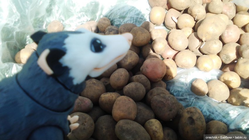 Летний Опоссум☀️☀️☀️ | Бэйбики Летний Опоссум☀️☀️☀️ — Интересные игрушки и фигурки (разное): редкие (фото 5)