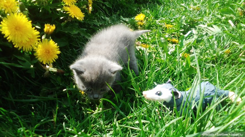 Летний Опоссум☀️☀️☀️ | Бэйбики Летний Опоссум☀️☀️☀️ — Интересные игрушки и фигурки (разное): редкие