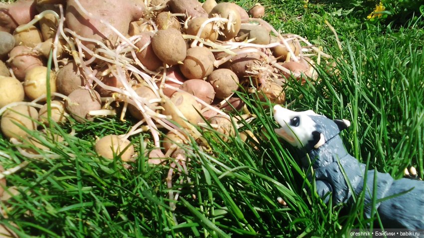 Летний Опоссум☀️☀️☀️ | Бэйбики Летний Опоссум☀️☀️☀️ — Интересные игрушки и фигурки (разное): редкие (фото 4)