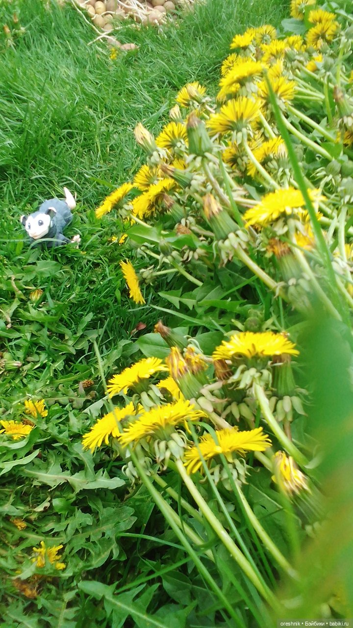 Летний Опоссум☀️☀️☀️ | Бэйбики Летний Опоссум☀️☀️☀️ — Интересные игрушки и фигурки (разное): редкие