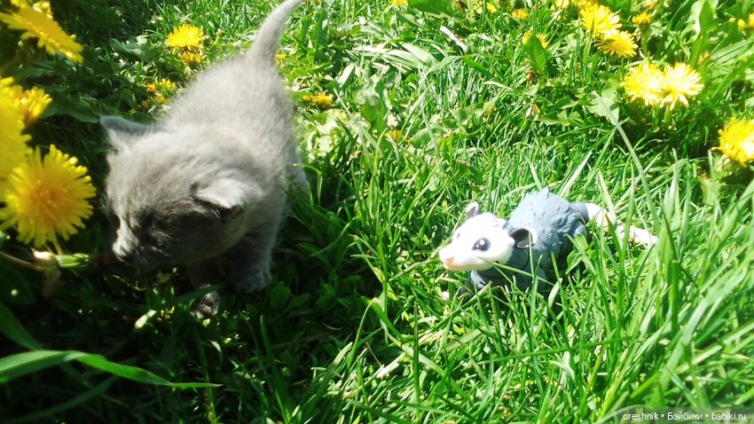 Летний Опоссум☀️☀️☀️ | Бэйбики Летний Опоссум☀️☀️☀️ — Интересные игрушки и фигурки (разное): редкие