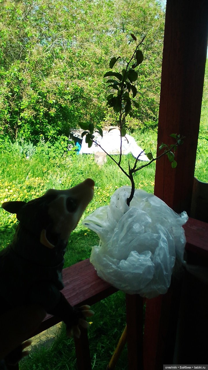 Летний Опоссум☀️☀️☀️ | Бэйбики Летний Опоссум☀️☀️☀️ — Интересные игрушки и фигурки (разное): редкие