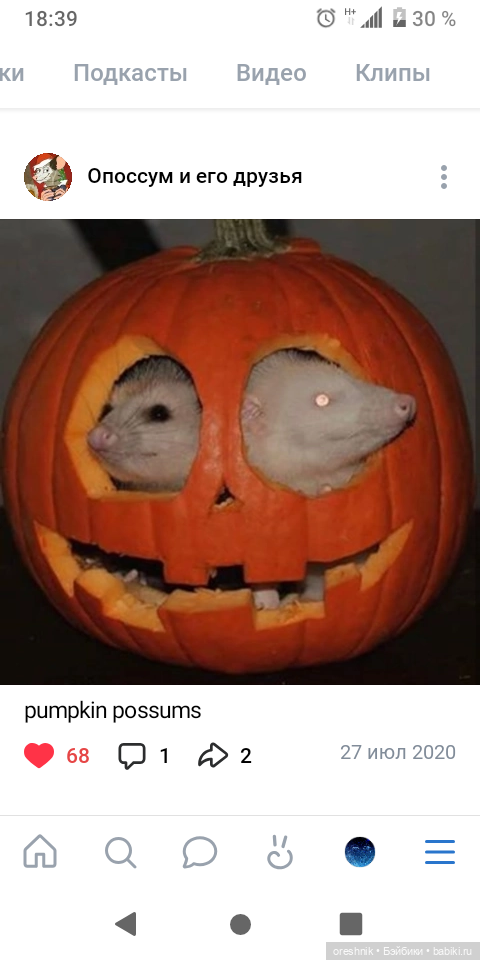 Опоссум. Из жизни опоссумов❤️ (фото 10)