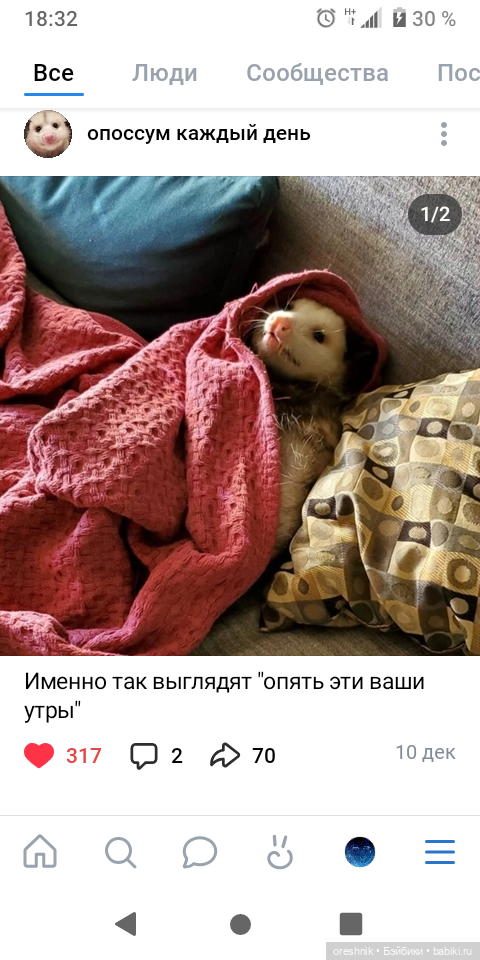 Опоссум. Из жизни опоссумов❤️