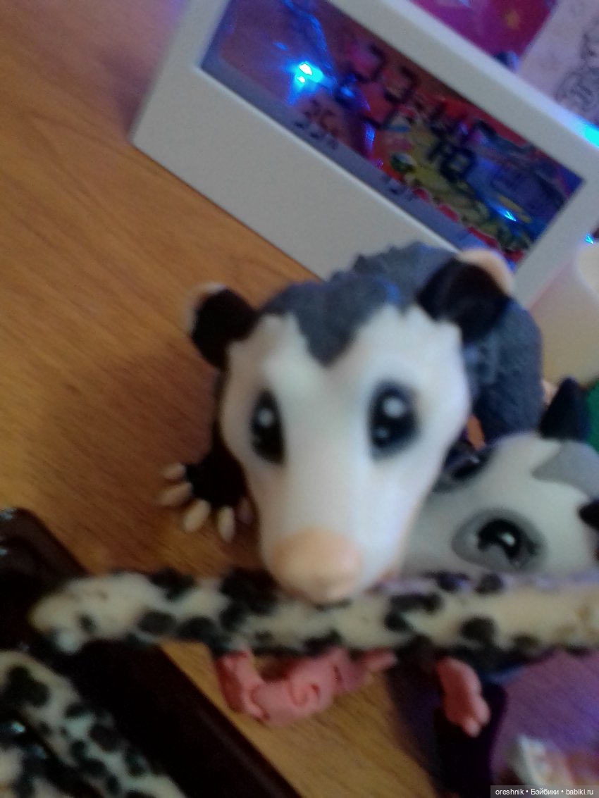 Опоссум. Из жизни опоссумов❤️