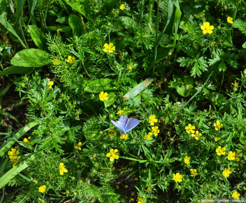 Ах, Пионы, вы пионы , Вы моей любви шпионы🎶🎶🎶