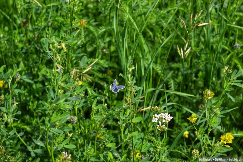 Ах, Пионы, вы пионы , Вы моей любви шпионы🎶🎶🎶