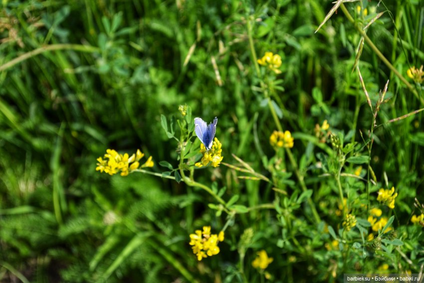 Ах, Пионы, вы пионы , Вы моей любви шпионы🎶🎶🎶