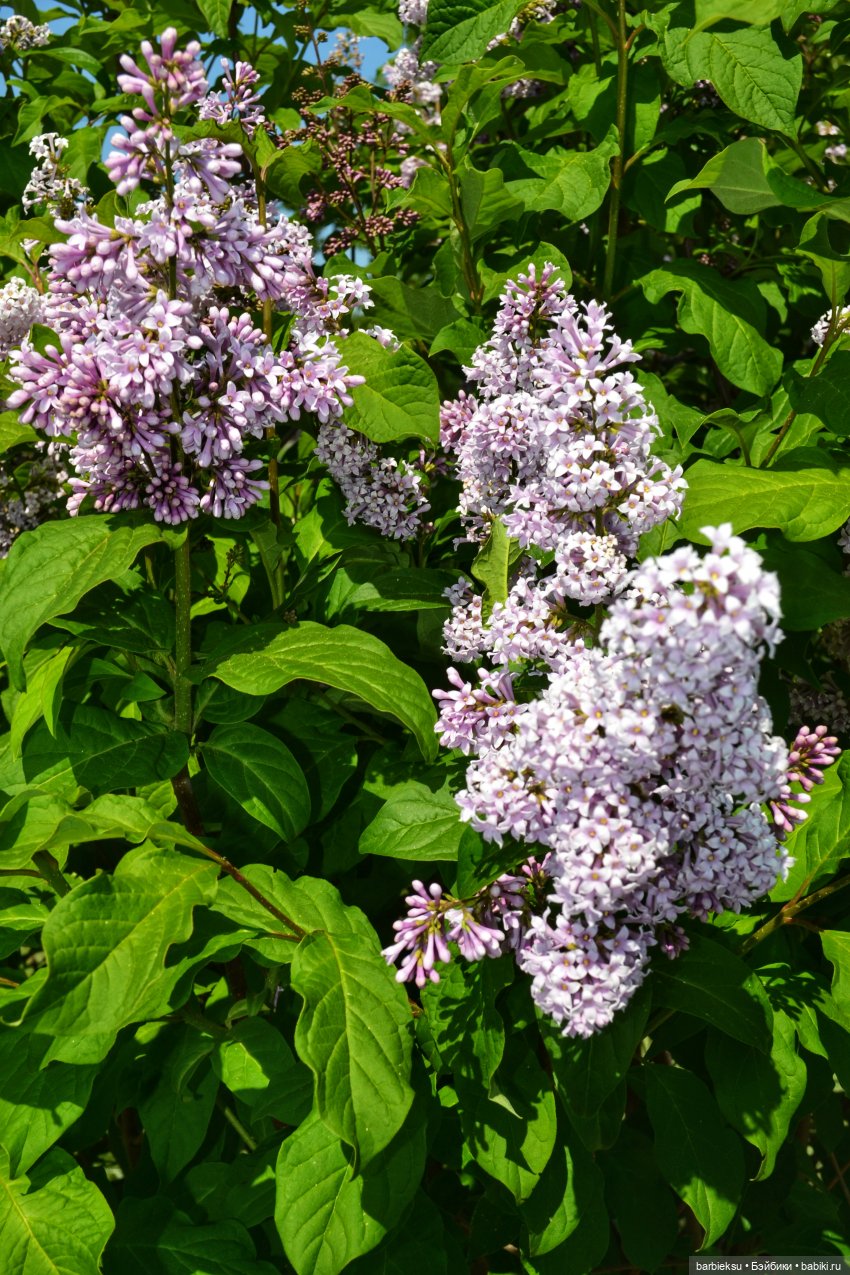 Элегантная Джейми Костас 💃
