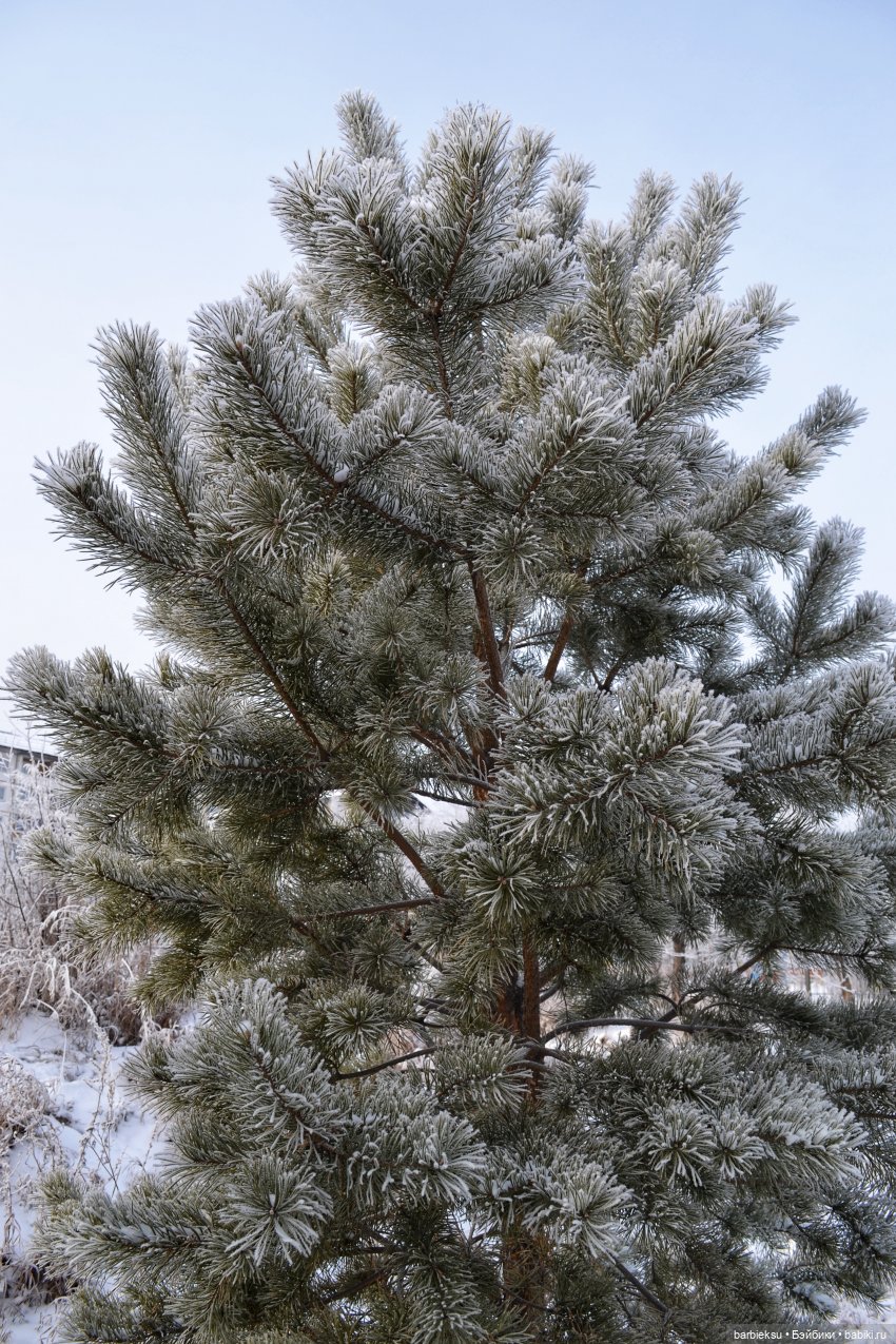 Прелесть какая — снег на ресницах❄️❄️❄️