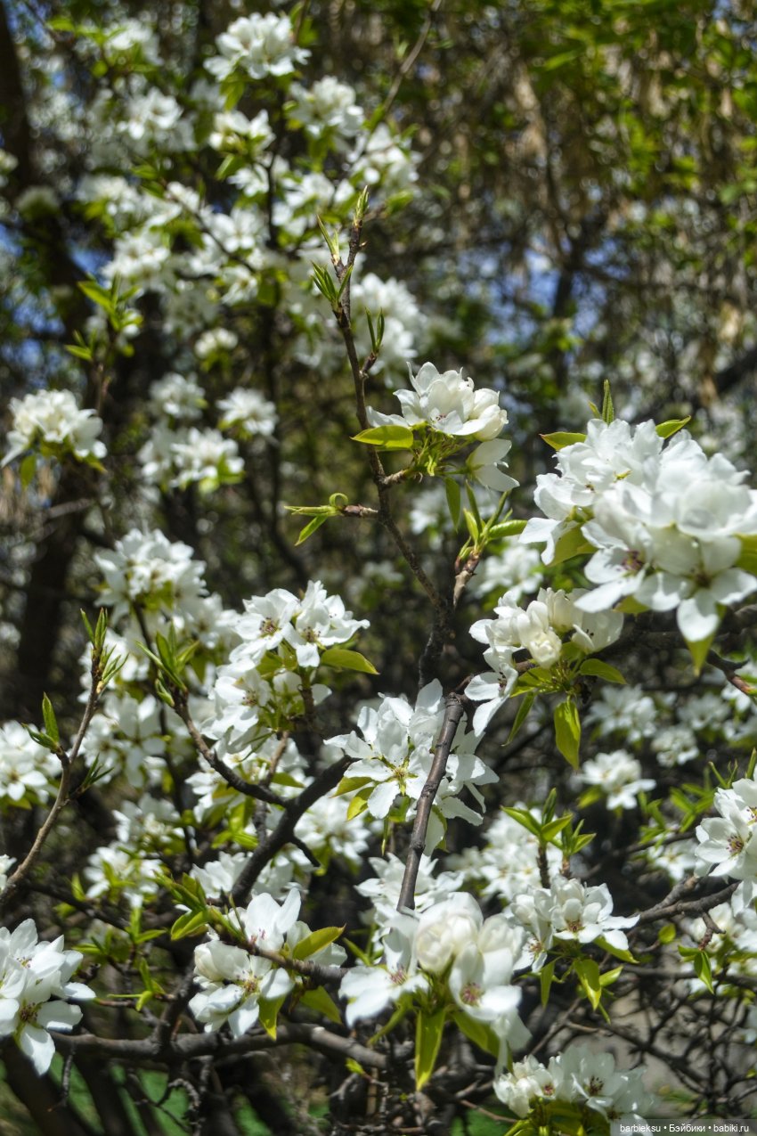 Тут, так красиво - первое цветение!🌺