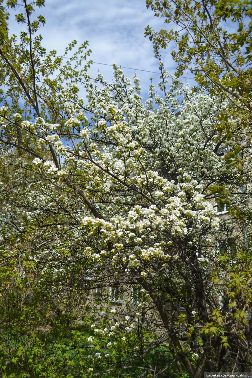 Тут, так красиво - первое цветение!🌺