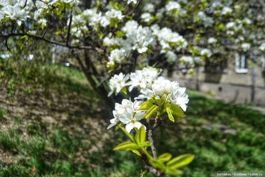 Тут, так красиво - первое цветение!🌺