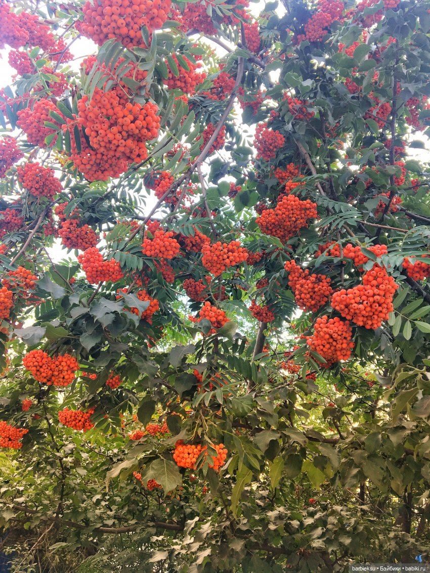 Конвенционная Эрин Full Speed 2016 💜