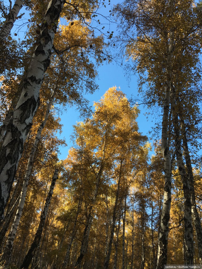 Alysa Back to Collection 2012 Tropicalia Convention