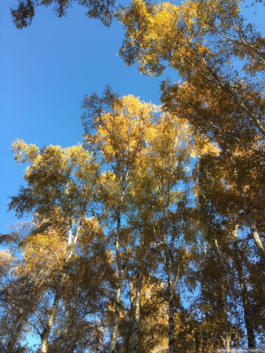 Alysa Back to Collection 2012 Tropicalia Convention