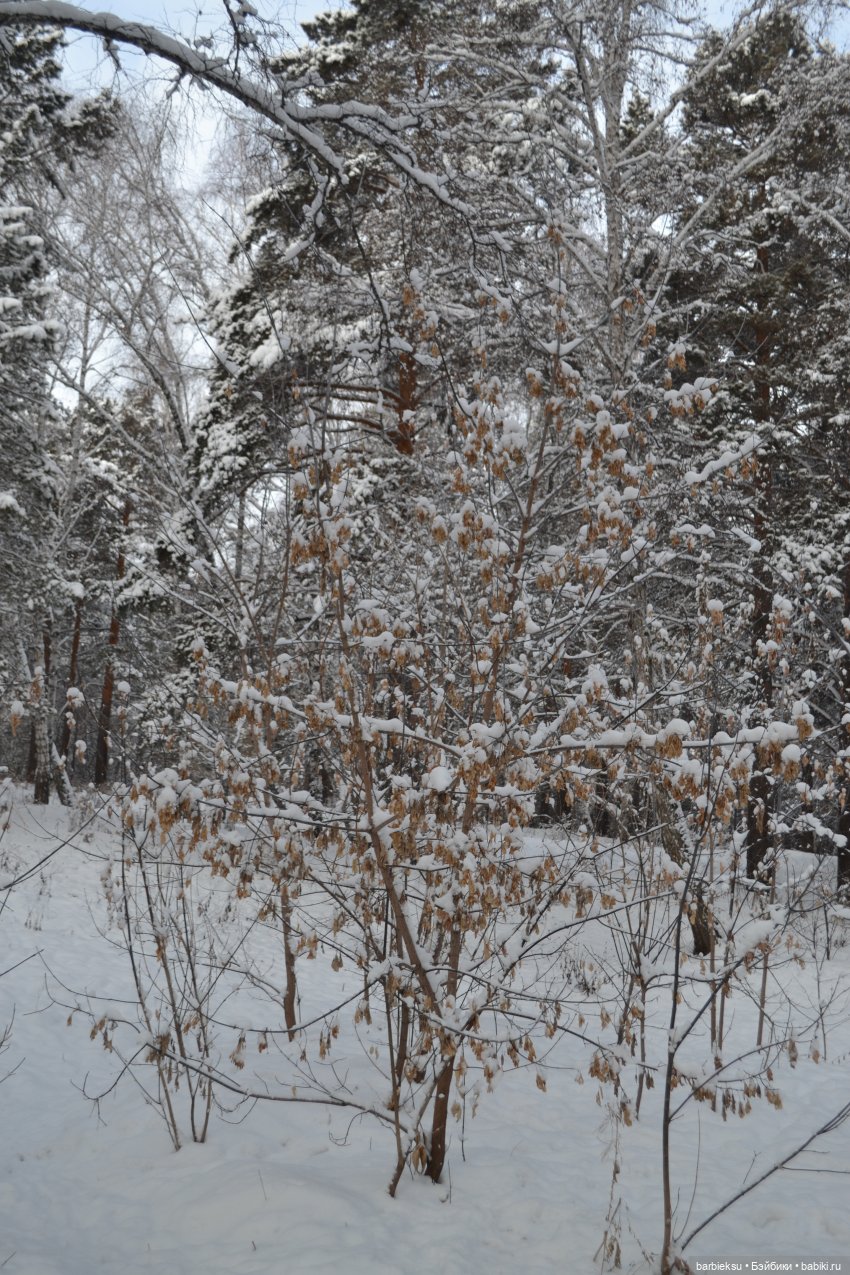 Снег, ёлка, подарки 🎁 — Куклы Integrity Toys (Интегрити): Poppy Parker (фото 7)