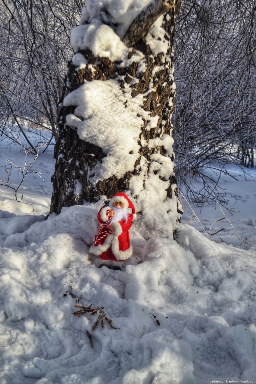 Зимний лес и его обитатели!❄️