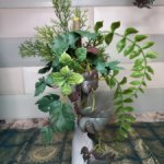 Комнатное растение для интерьера