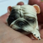 Спящий щеночек