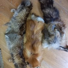 Мех лисицы натуральный